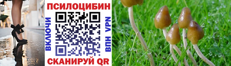 где купить наркоту Ельня Псилоцибиновые грибы Psilocybine cubensis